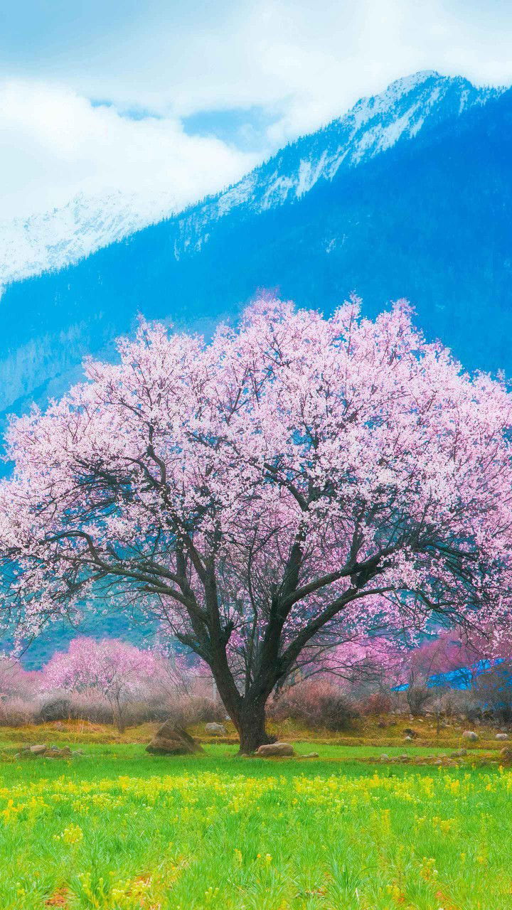 Jasmin Kayama profile icon