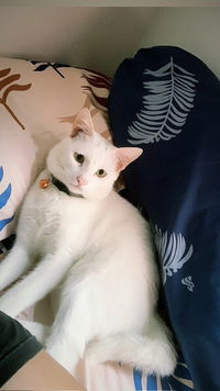 Annisa Sf profile icon