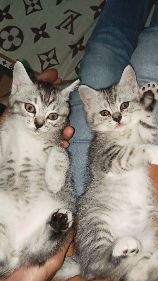 Resti Cahaya profile icon