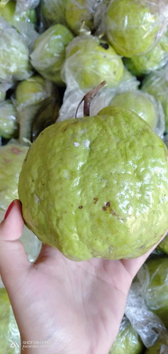jambu kristal