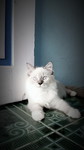Neng profile icon