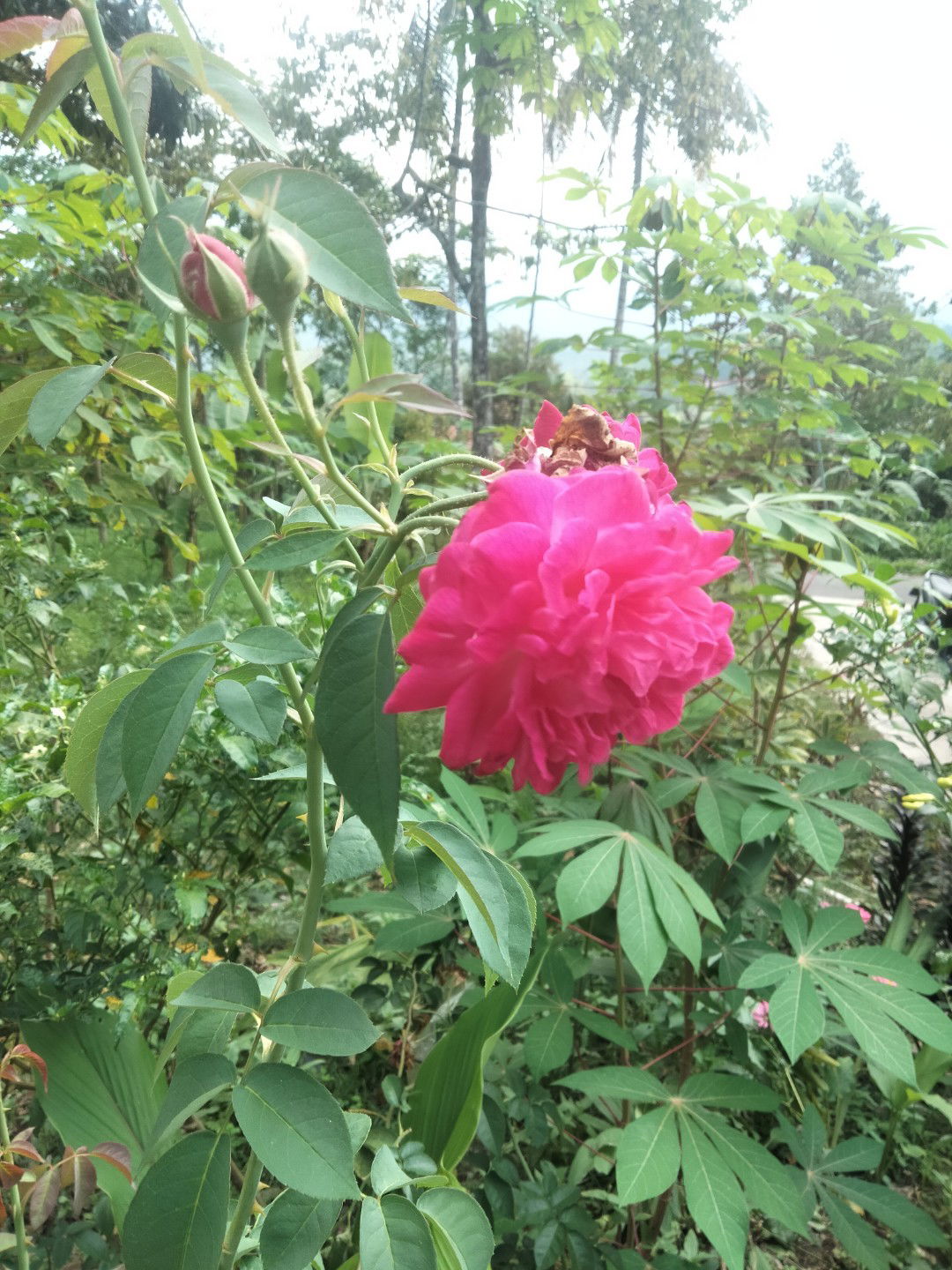 stefani putri profile icon