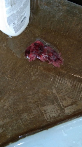 bun mau tanya saya hamil 7minggu 3hari.trus tiba tiba pendarahan di USG bayi di dalam sehat aja katanya.trus sakit bnget darah smkin bnyk kluar,tapi tiba tiba gak sakit lgi perut nya .esok nya saya BAB trus kluar kaya di foto.