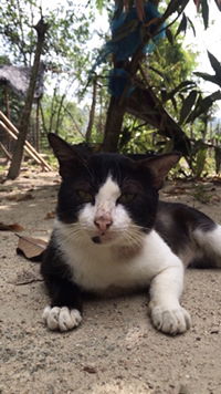 Afini masae profile icon