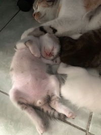 hazel arkadia profile icon