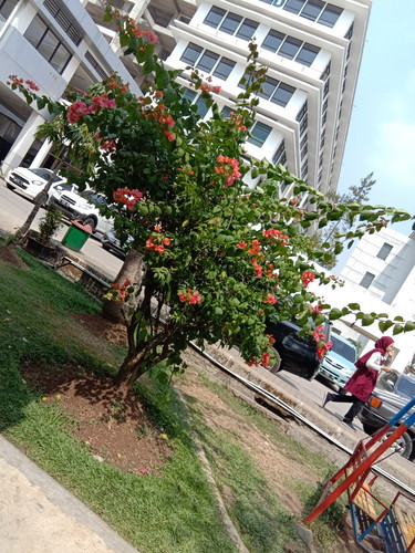 sakit gigi menyiksa saat hamil