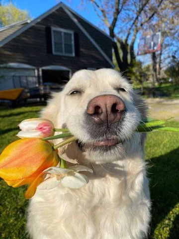 Fah Sai profile icon