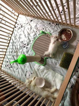 Pusa
