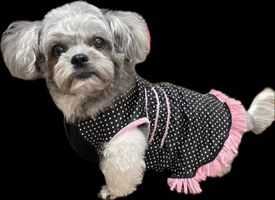 Thanyaporn profile icon