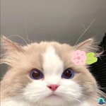 Rina Choi profile icon