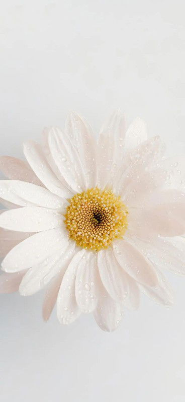 Christle A. Triste profile icon