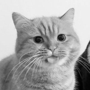 Aprilia profile icon