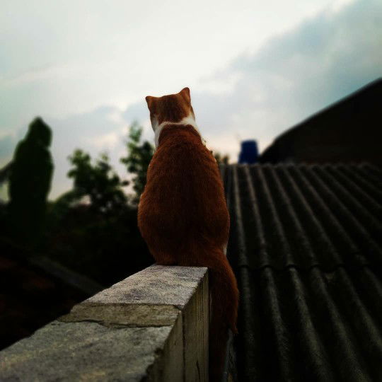 Hasna Hanifah profile icon