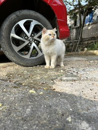 Ilma Kurnia Suci profile icon