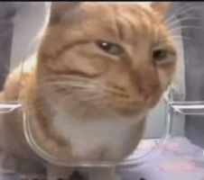 Isla Francesca profile icon