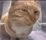 Isla Francesca profile icon