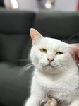 Ibu Pieqa profile icon