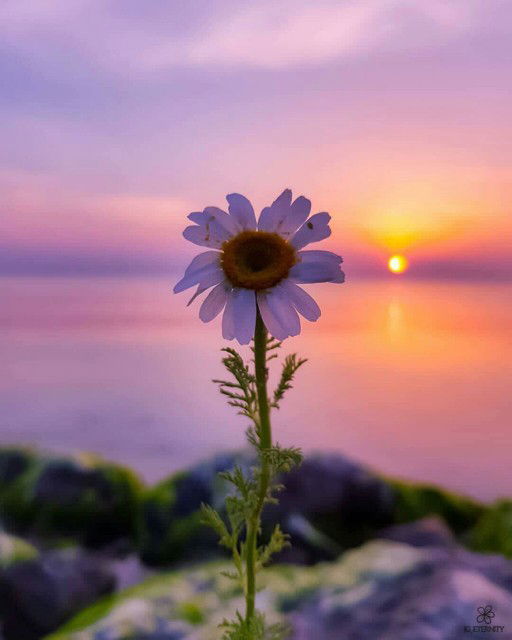 asih safitri profile icon