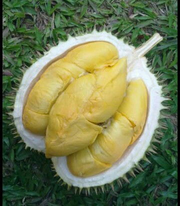 ngiler durian