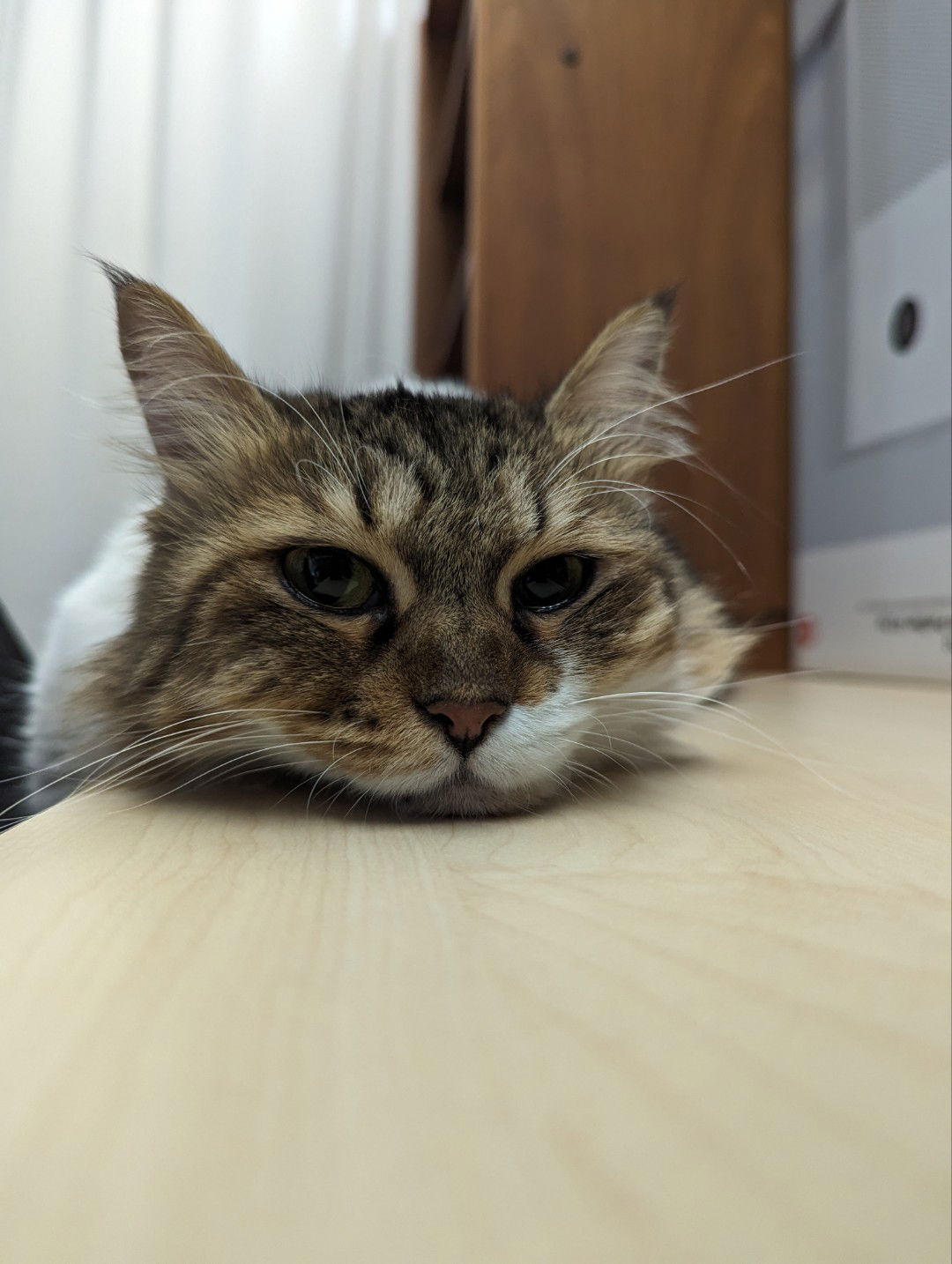 Sze Ming Gwee profile icon