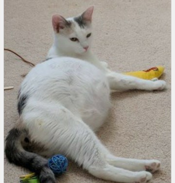 Post reply image