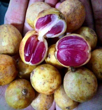 buah kemondung