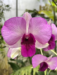 deryl zsaira profile icon