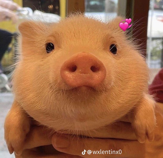 wanassawan profile icon