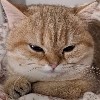 Petronella Lisly profile icon