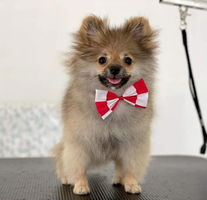 Supaporn Audkaew profile icon