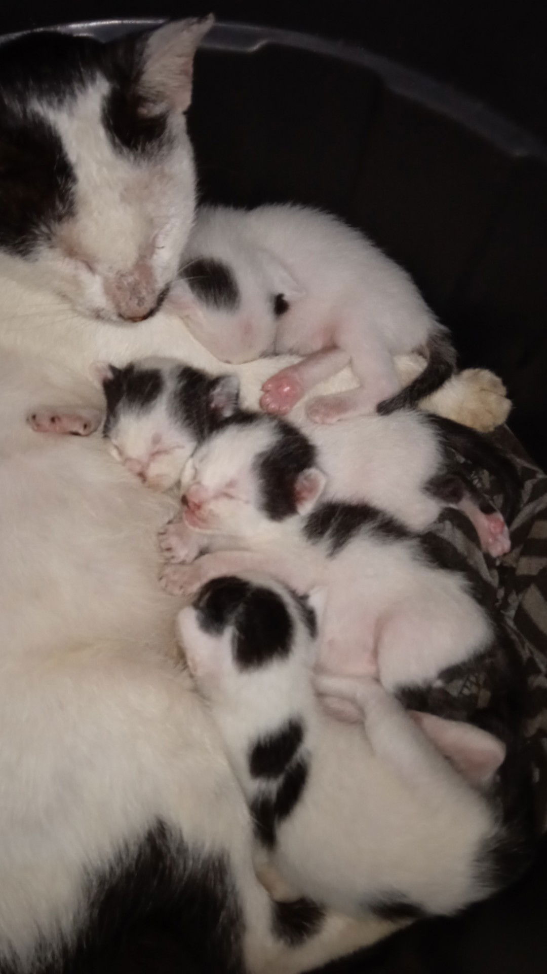 Febi Erlina profile icon