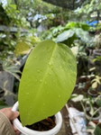 Noorisiva Larasati profile icon