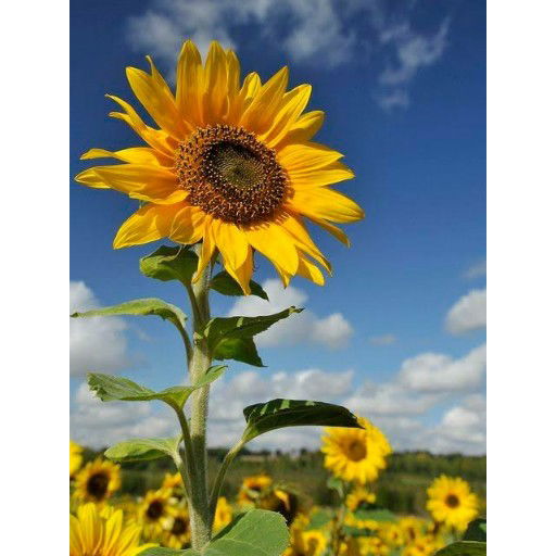 RahmaNiar Kadir profile icon