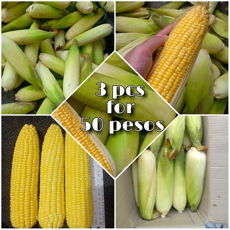 Sweet Corn Good for preggy
