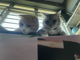 Pika Mat profile icon