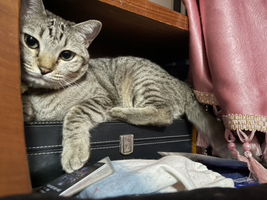 Supawadee Pitikhet profile icon