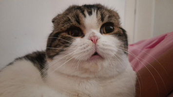 Sudarat Siriphen profile icon