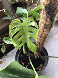 momoftwo profile icon