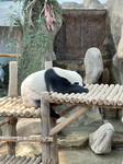 Dene profile icon