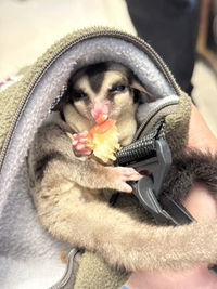 Ninicat profile icon