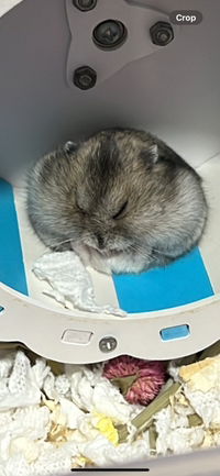 yu qing profile icon