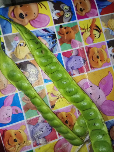 petai