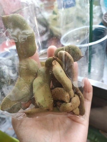 มีแม่ๆทานมะขามอ่อนบ้างไหมค่ะ