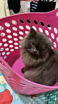 Wan Alya profile icon