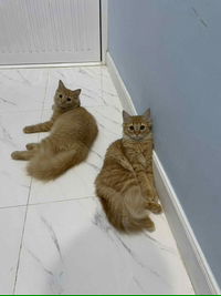 Aernwasana Aern profile icon