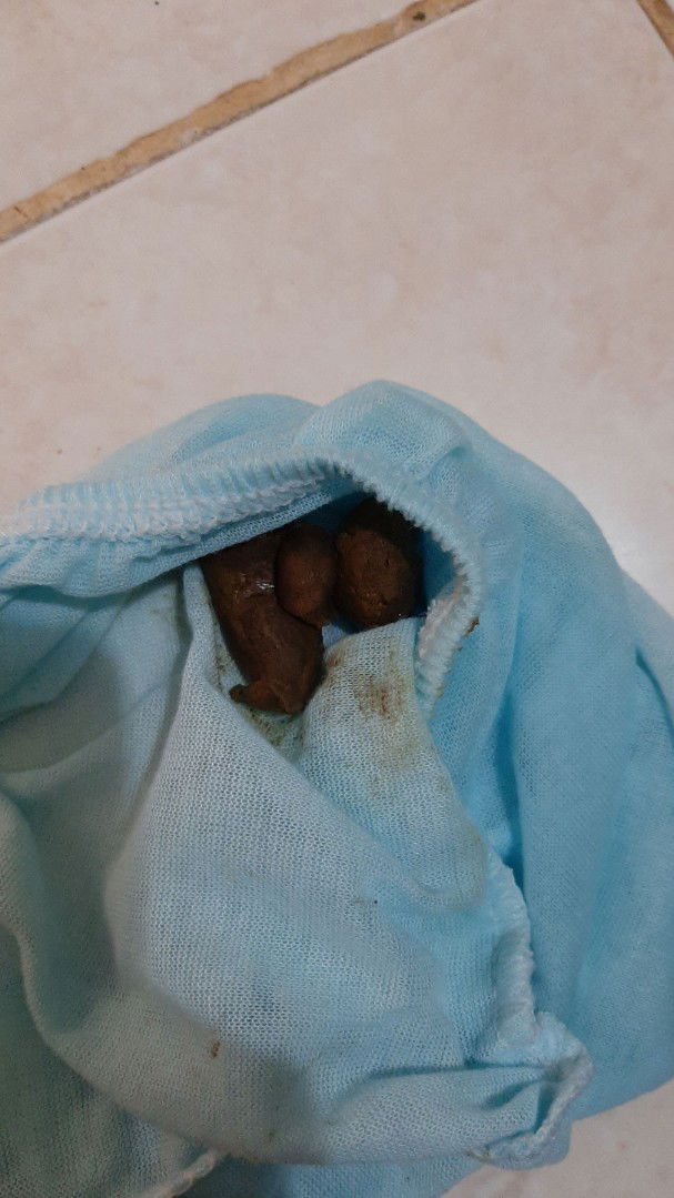 pup bayi MPASI keras