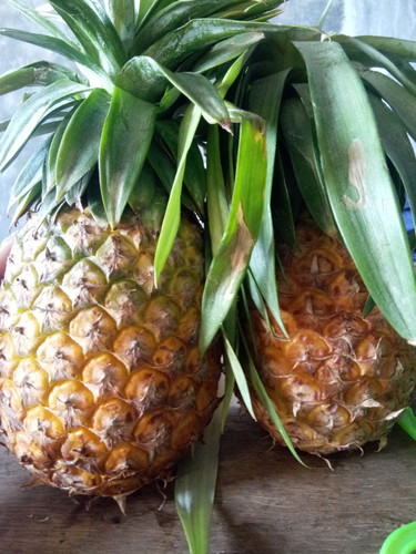 pinya
