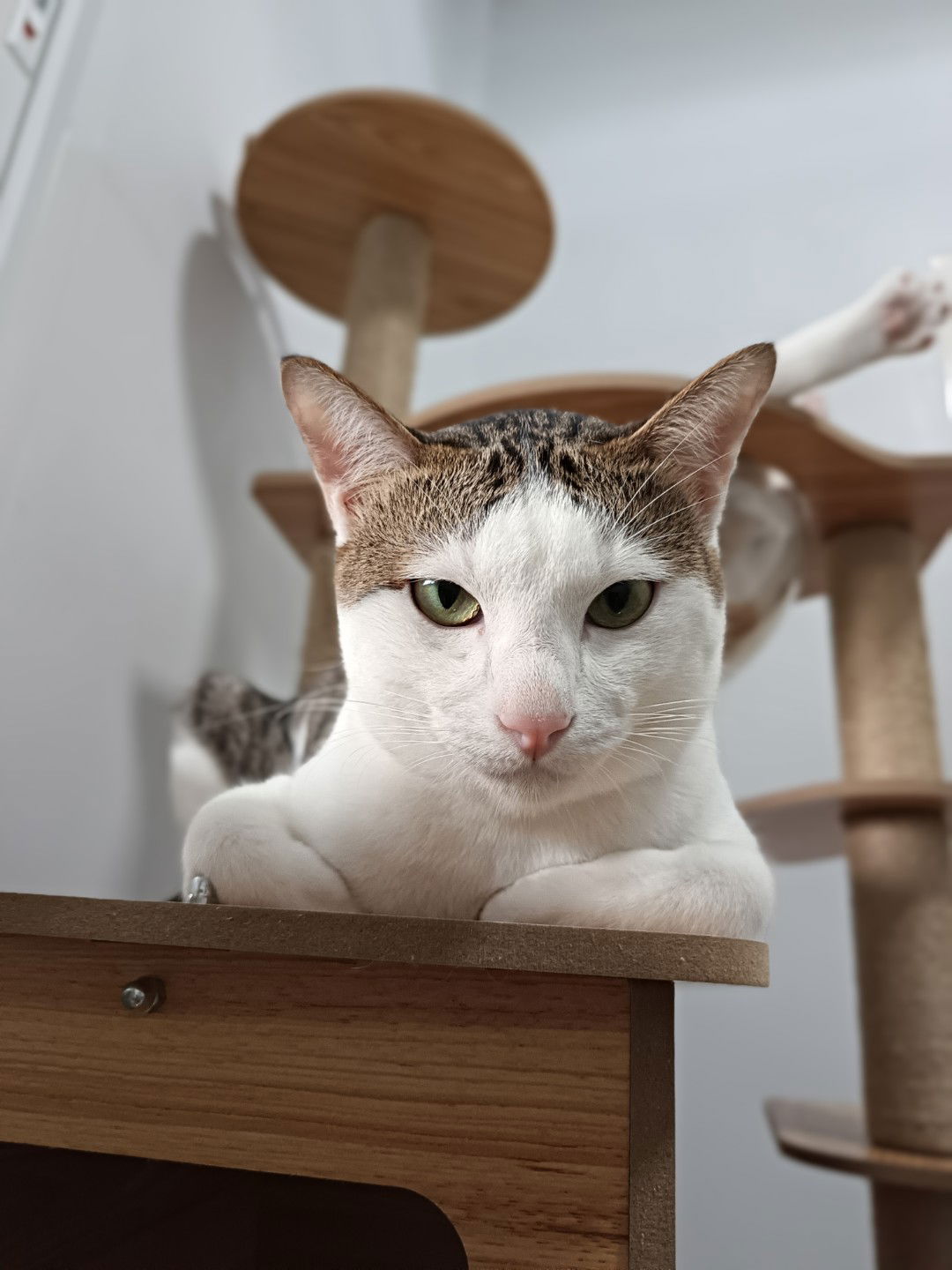 kewalin jaitrong profile icon