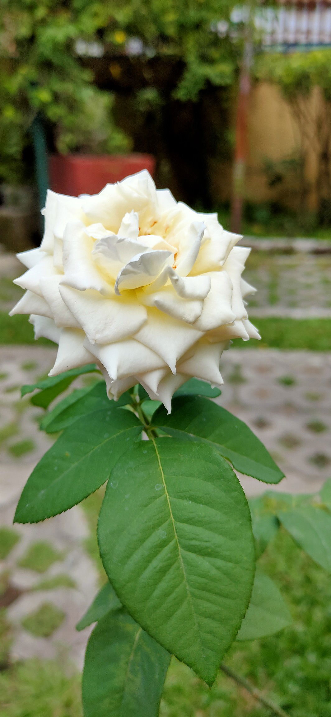 mommy of 2 profile icon