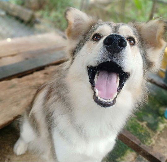 คุณแม่กำลังท้อง พาน้องหมาไปทำหมันได้ไหม